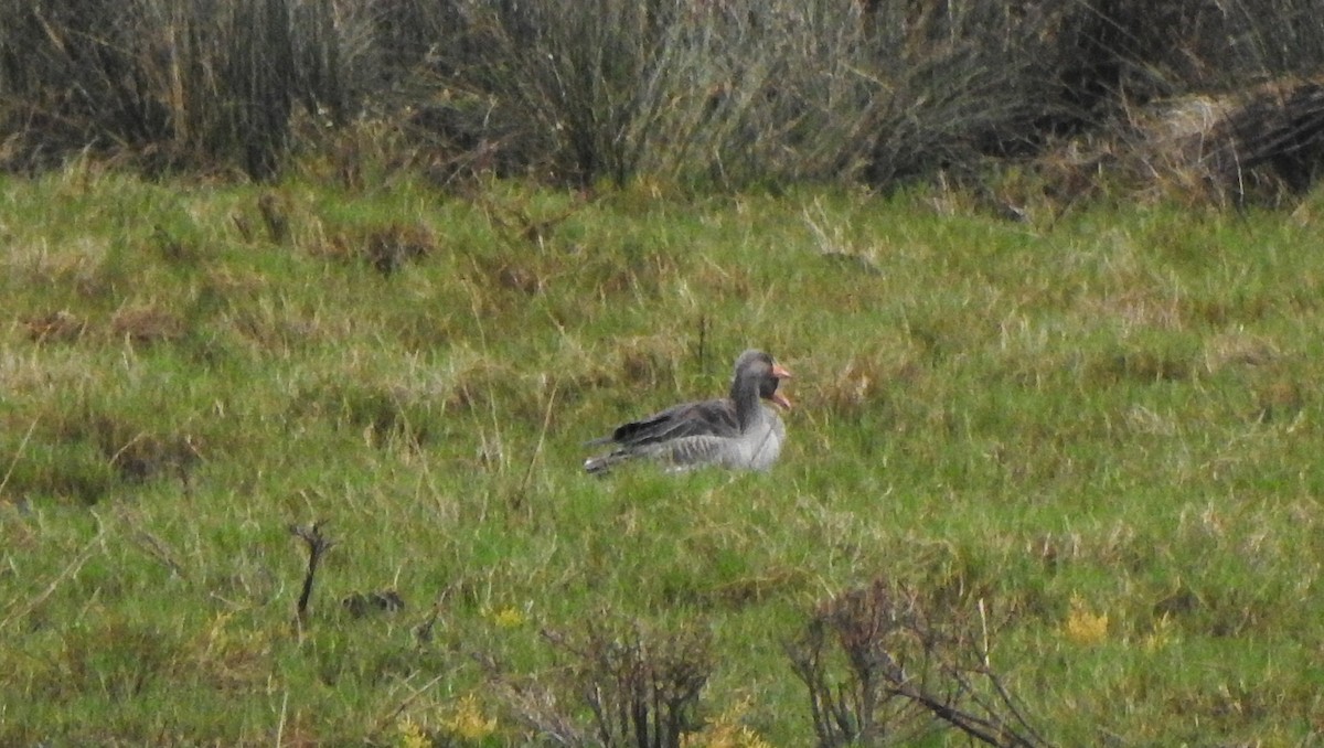 Graylag Goose - ML644173464