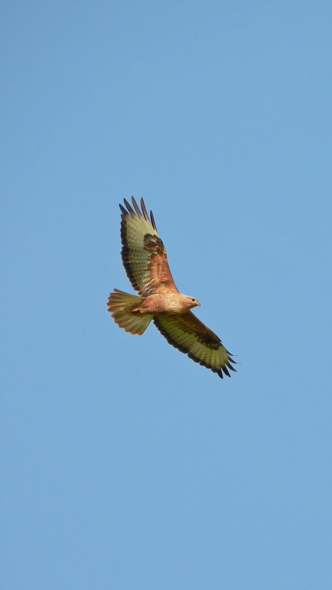 ニシオオノスリ - ML644173465