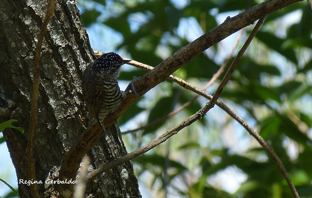 Zebrazwergspecht - ML644173473