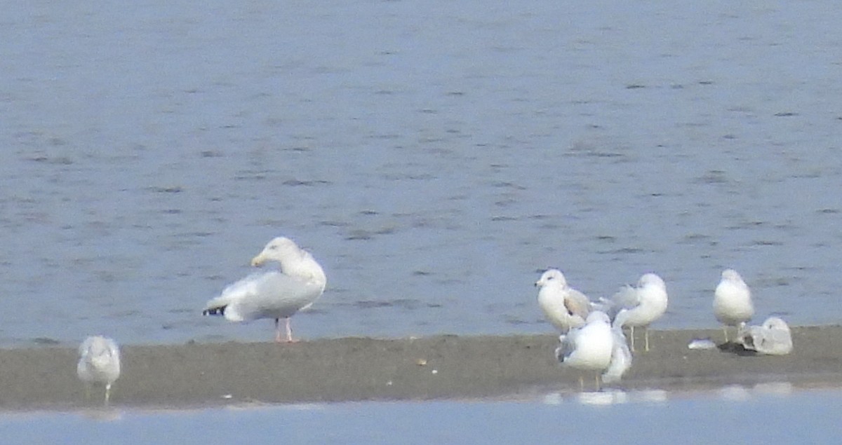 racek americký - ML644173481