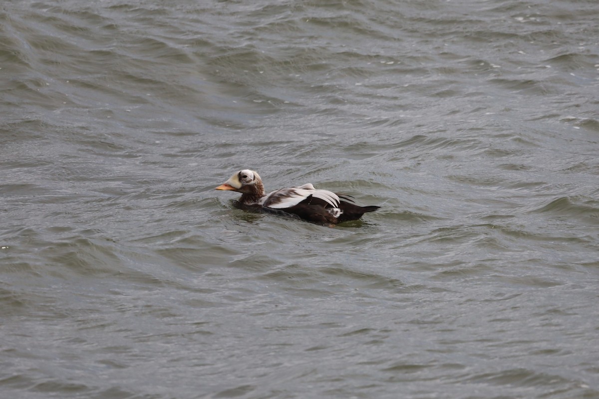 Spectacled Eider - ML644173484