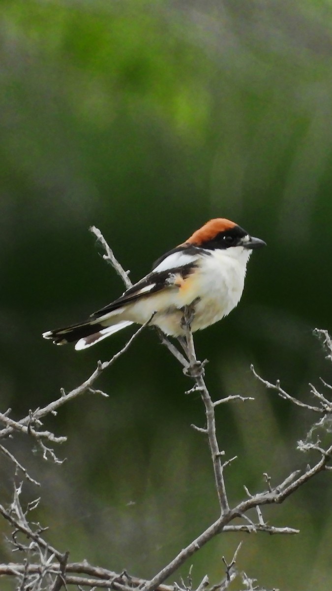 Woodchat Shrike - ML644173497
