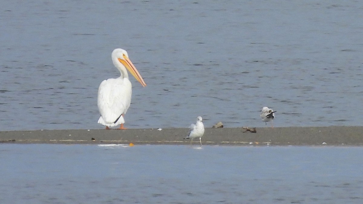 pelikán severoamerický - ML644173517