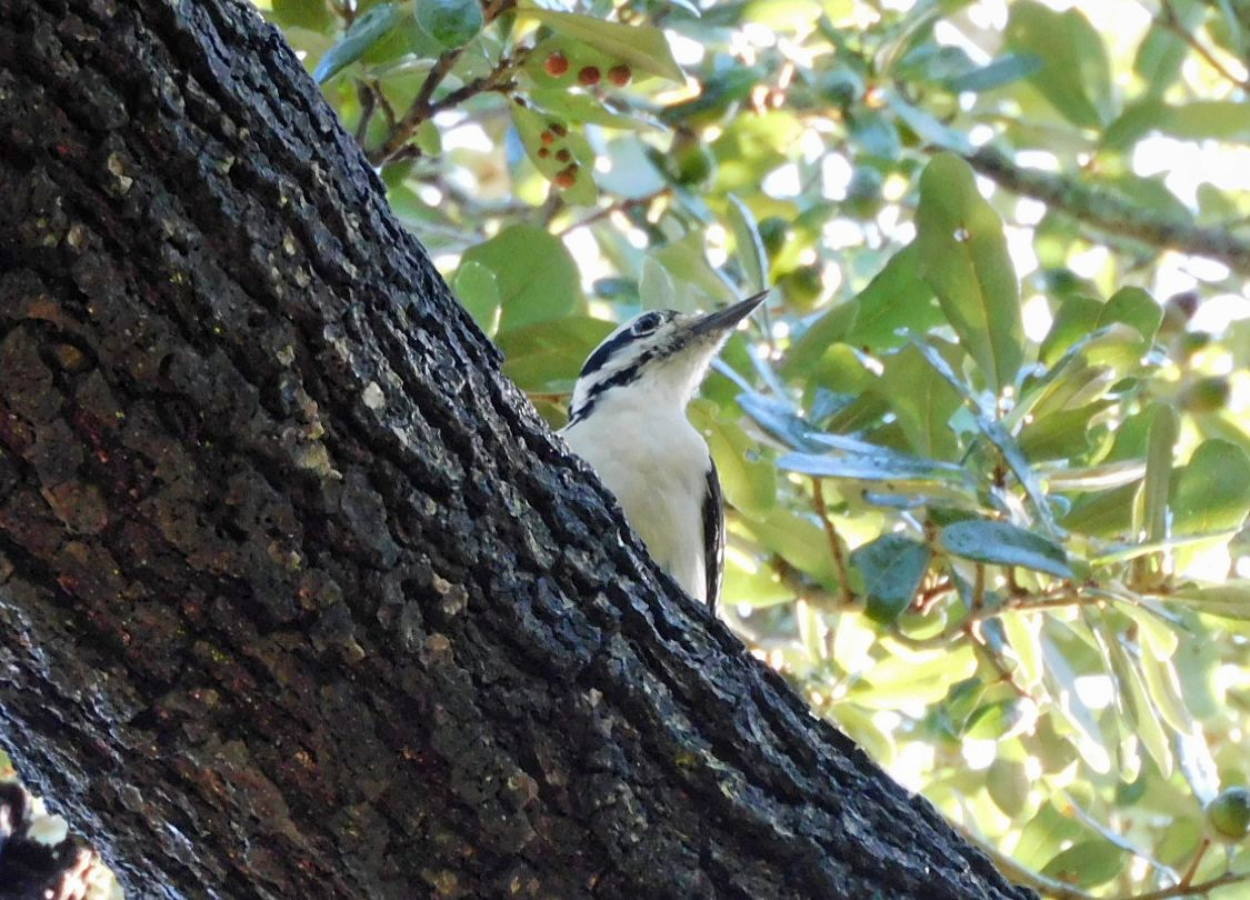 Hairy Woodpecker - ML644173521
