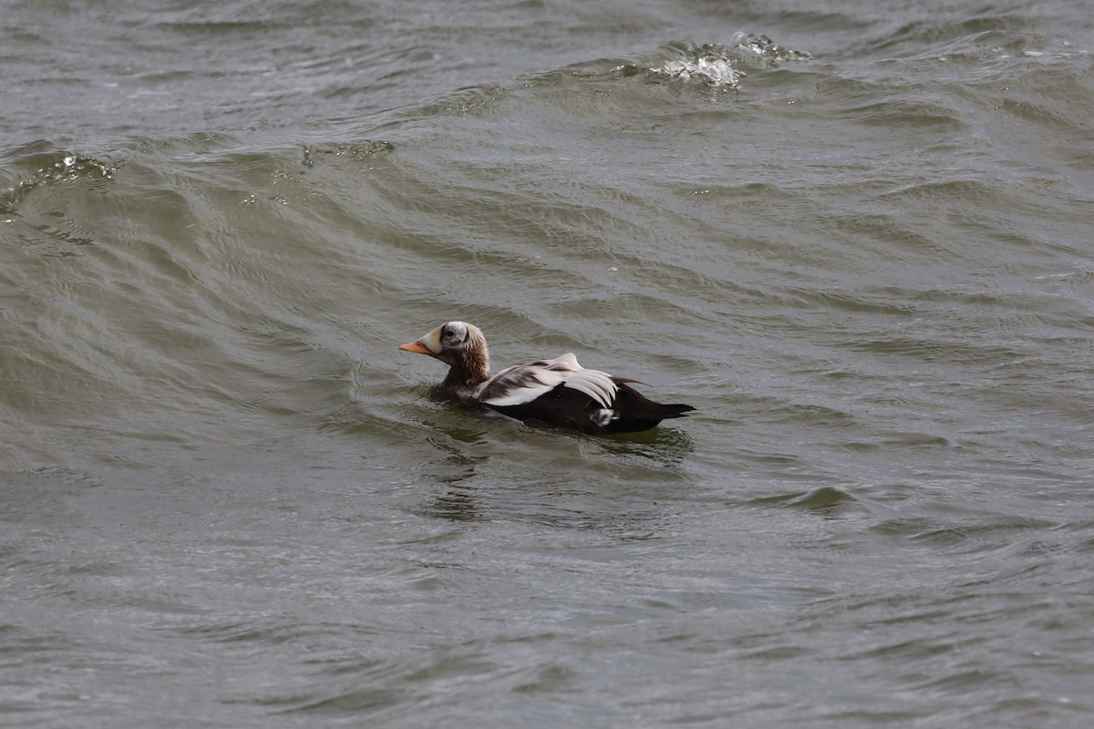 Spectacled Eider - ML644173522