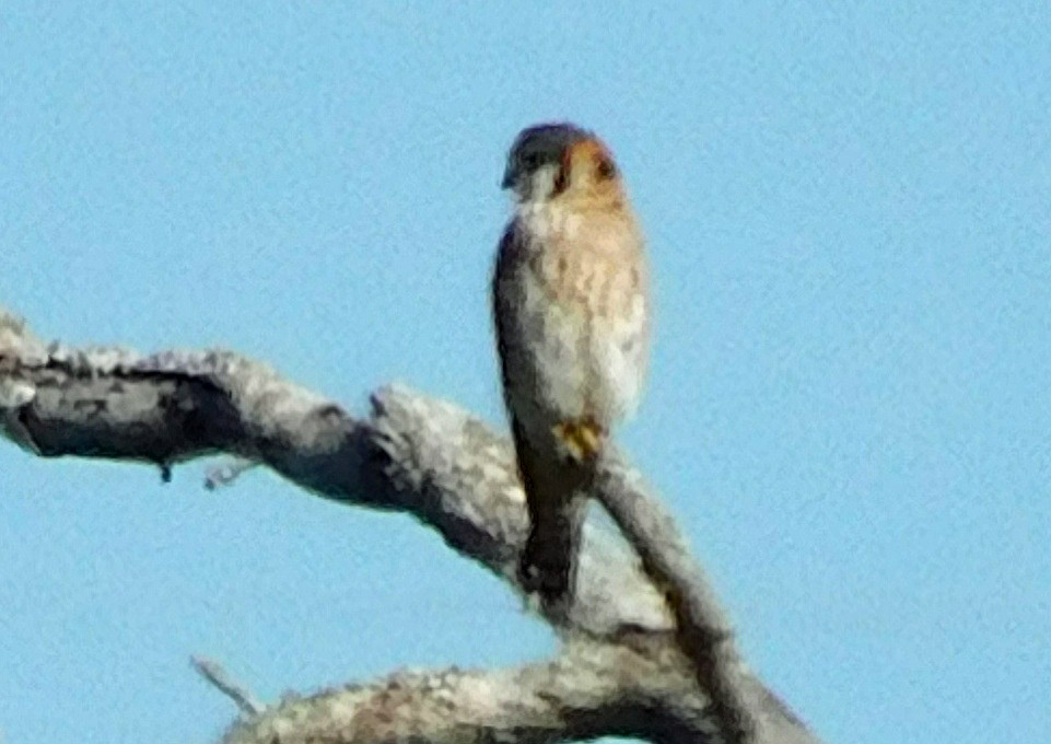 American Kestrel - ML644173526