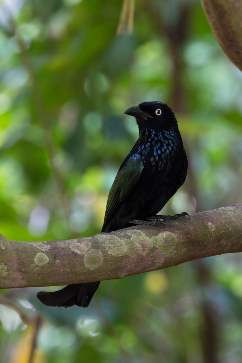 Hair-crested Drongo (Javan) - ML644173529
