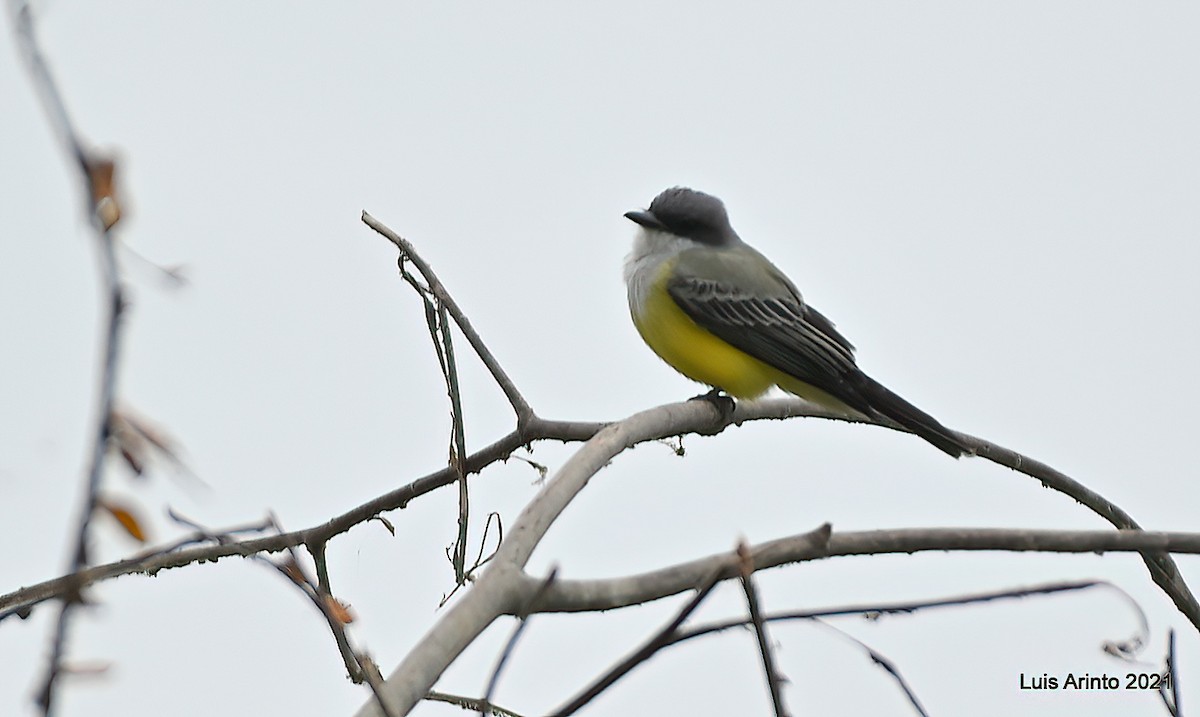 Snowy-throated Kingbird - ML644173532