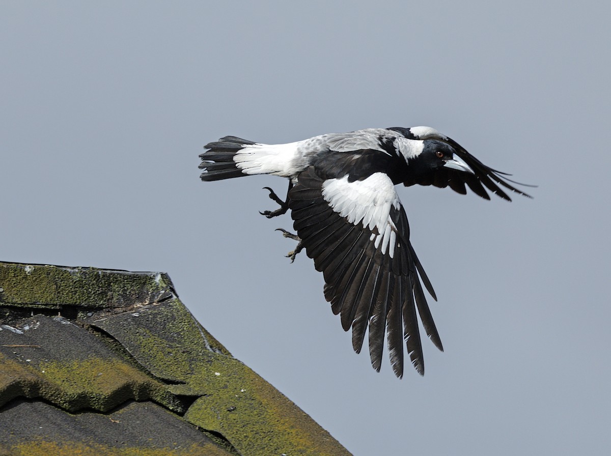 Australian Magpie - ML644173533