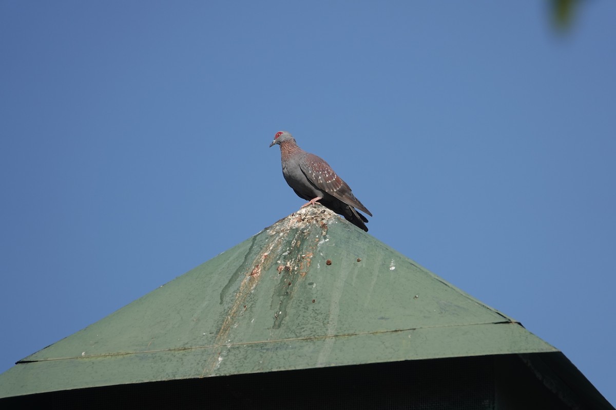 Speckled Pigeon - ML644173542