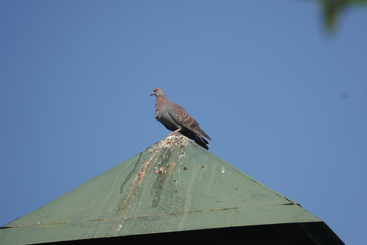 Speckled Pigeon - ML644173543
