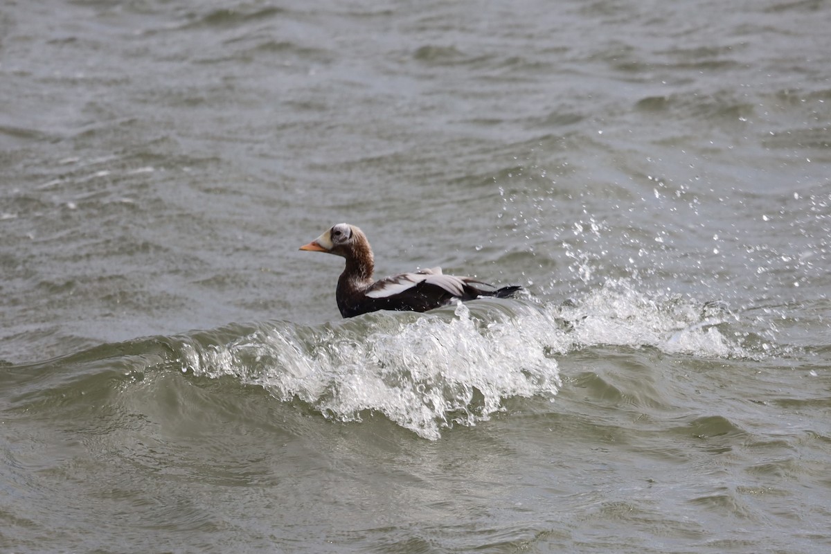 Spectacled Eider - ML644173554