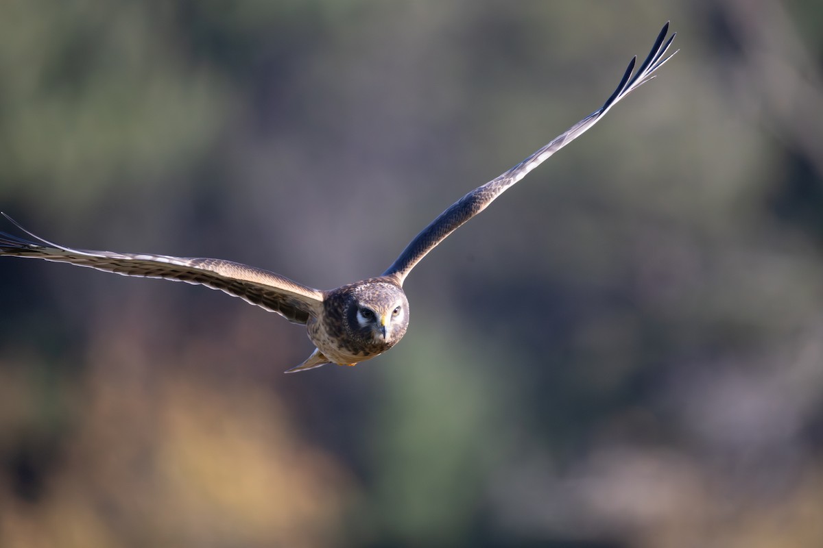 Northern Harrier - ML644173568