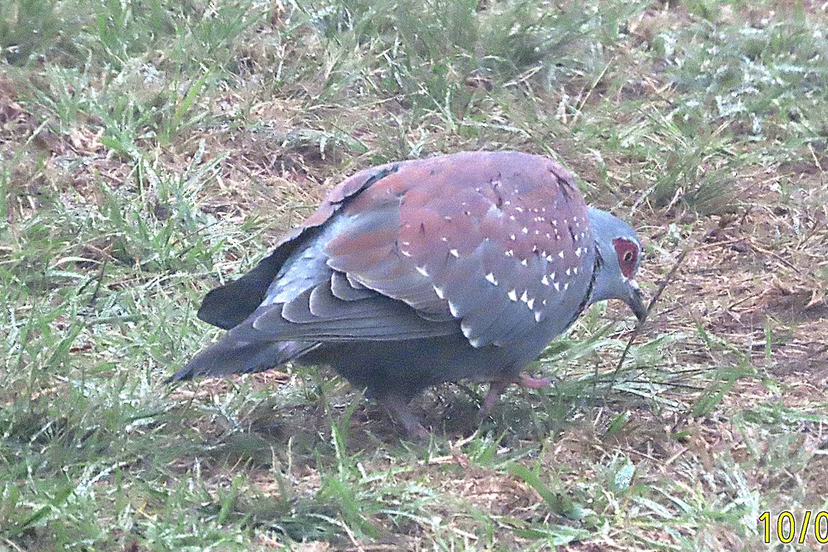 Speckled Pigeon - ML644173575