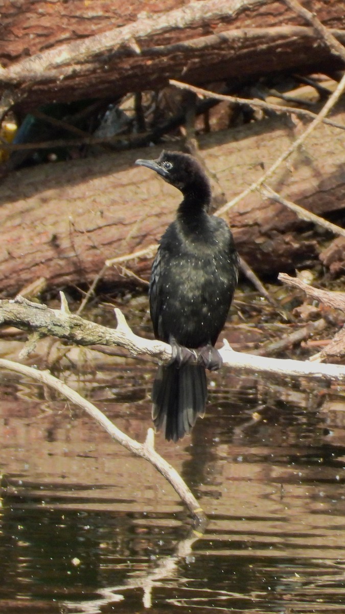 kormorán malý - ML644173582