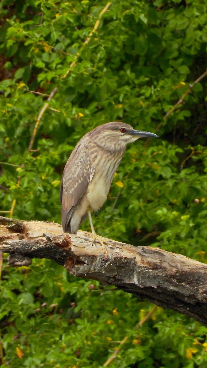 kvakoš noční - ML644173596