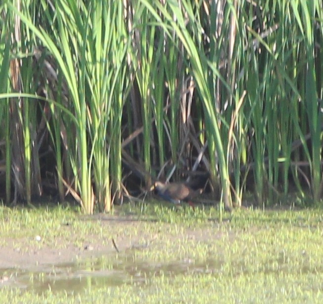 Gallinule aborigène - ML644173606