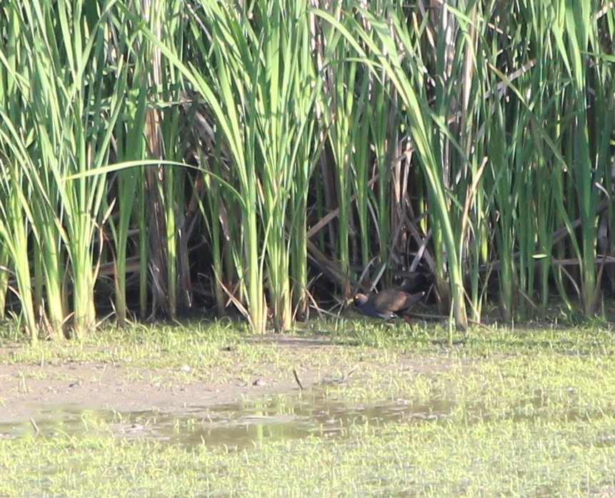 Gallinule aborigène - ML644173607
