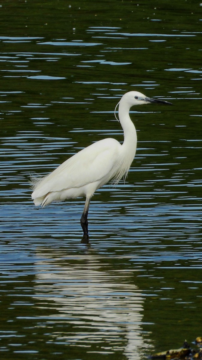 volavka stříbřitá - ML644173610