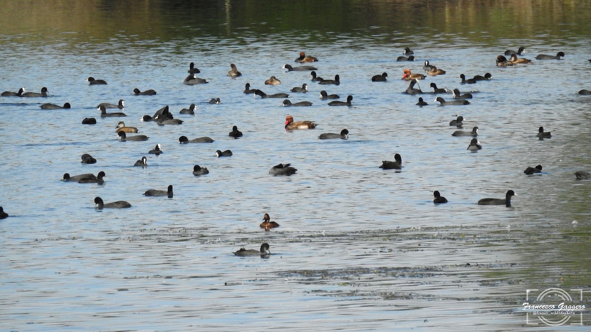 Ferruginous Duck - ML644173617