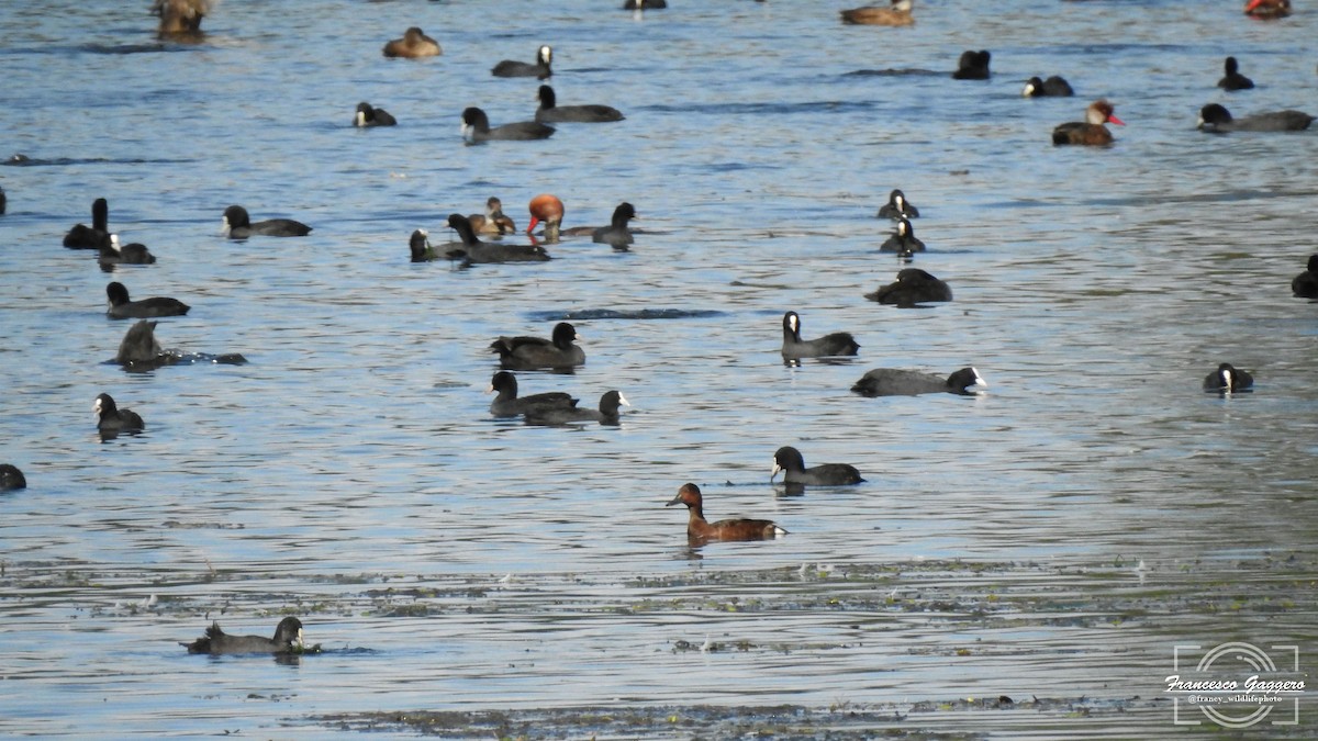 Ferruginous Duck - ML644173618