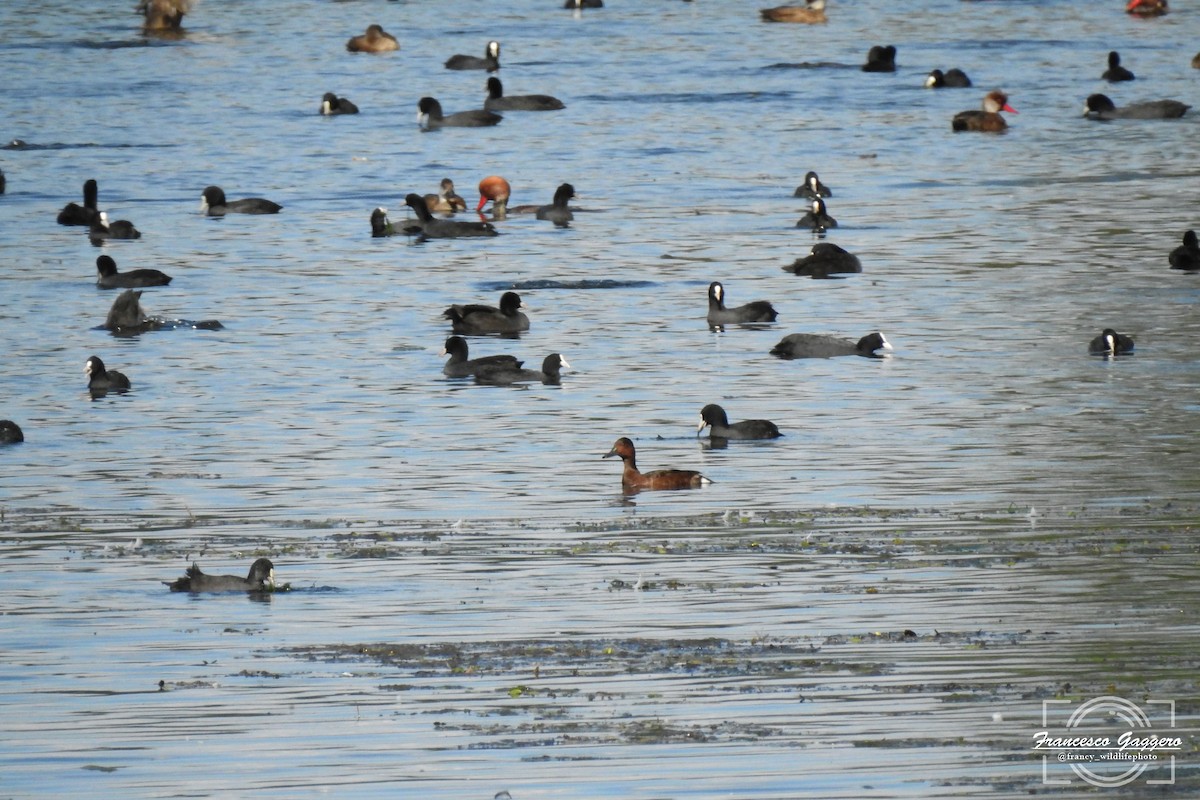 Ferruginous Duck - ML644173619