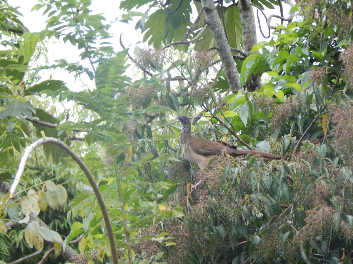 Speckled Chachalaca - ML644173644