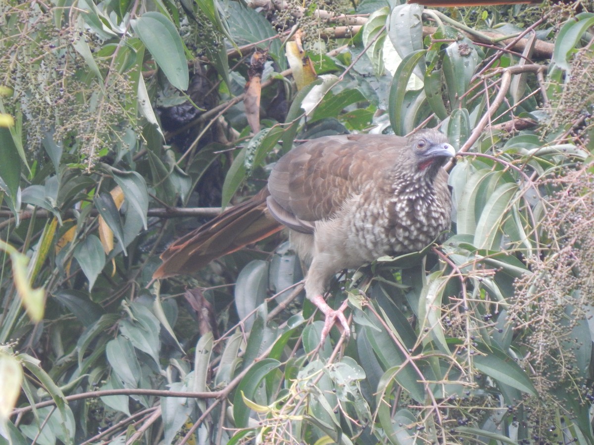 Speckled Chachalaca - ML644173645