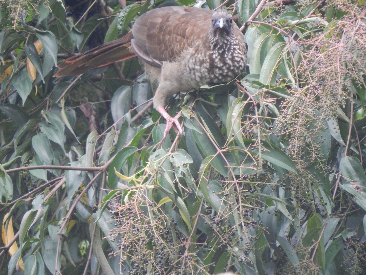 Speckled Chachalaca - ML644173646
