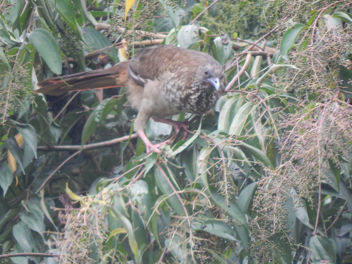 Speckled Chachalaca - ML644173647