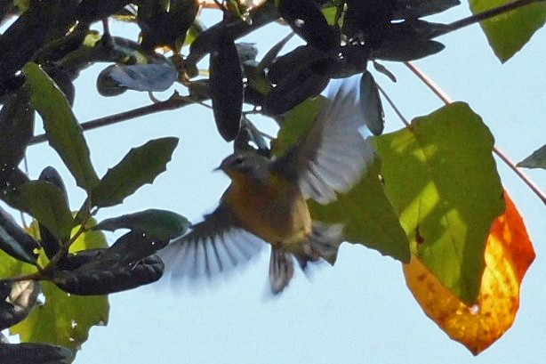 Ruby-crowned Kinglet - ML644173652