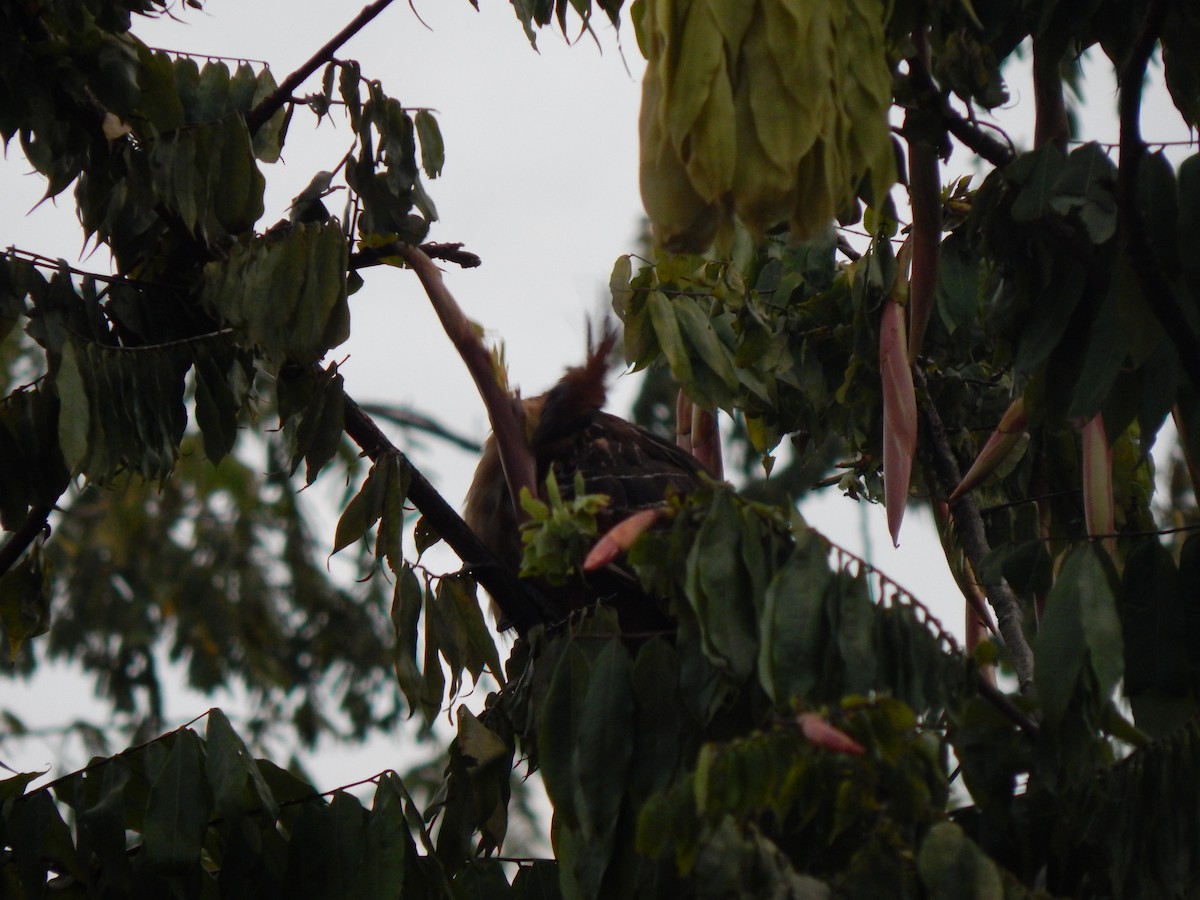 Hoatzin - ML644173664