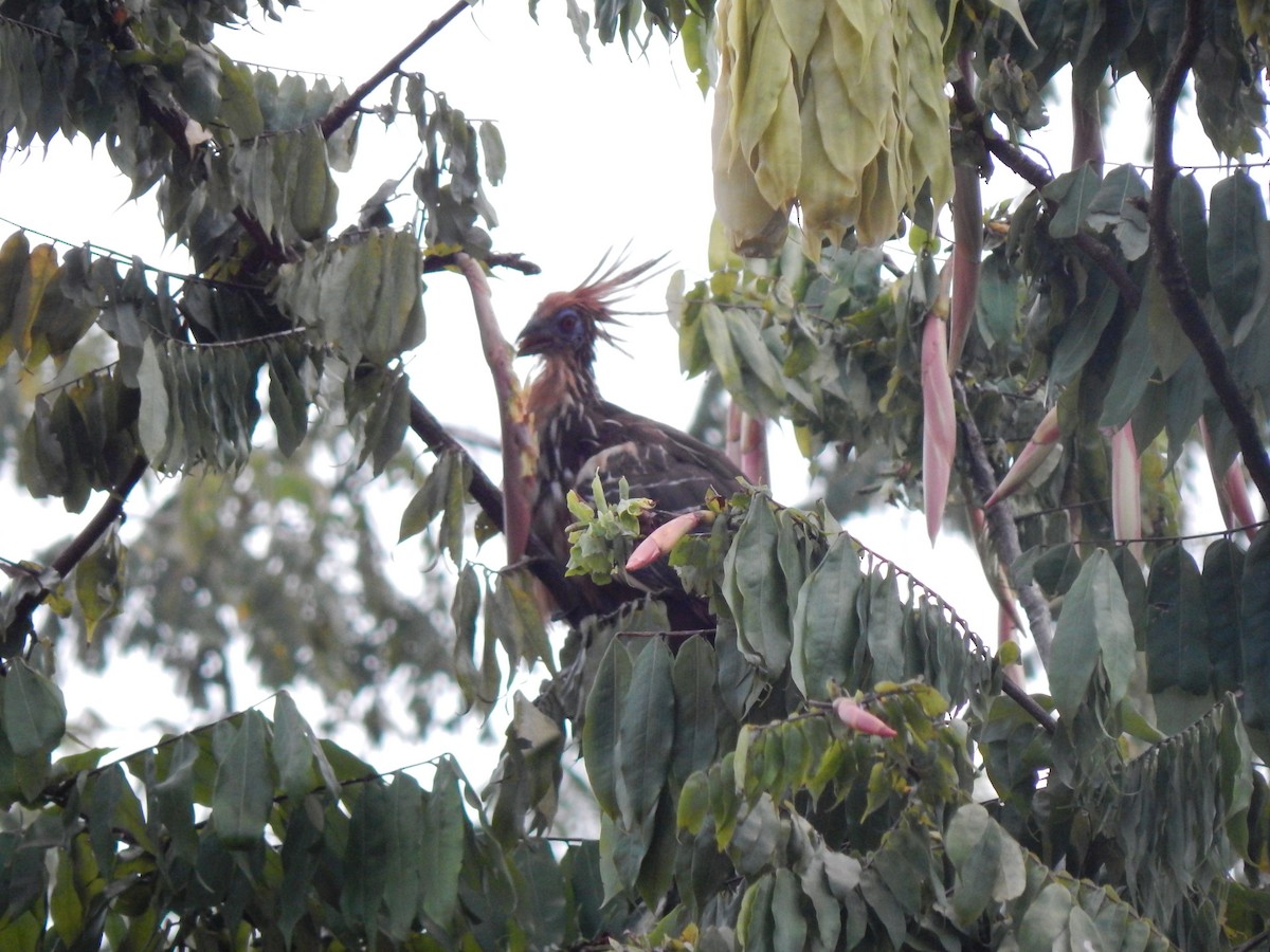 Hoatzin - ML644173665