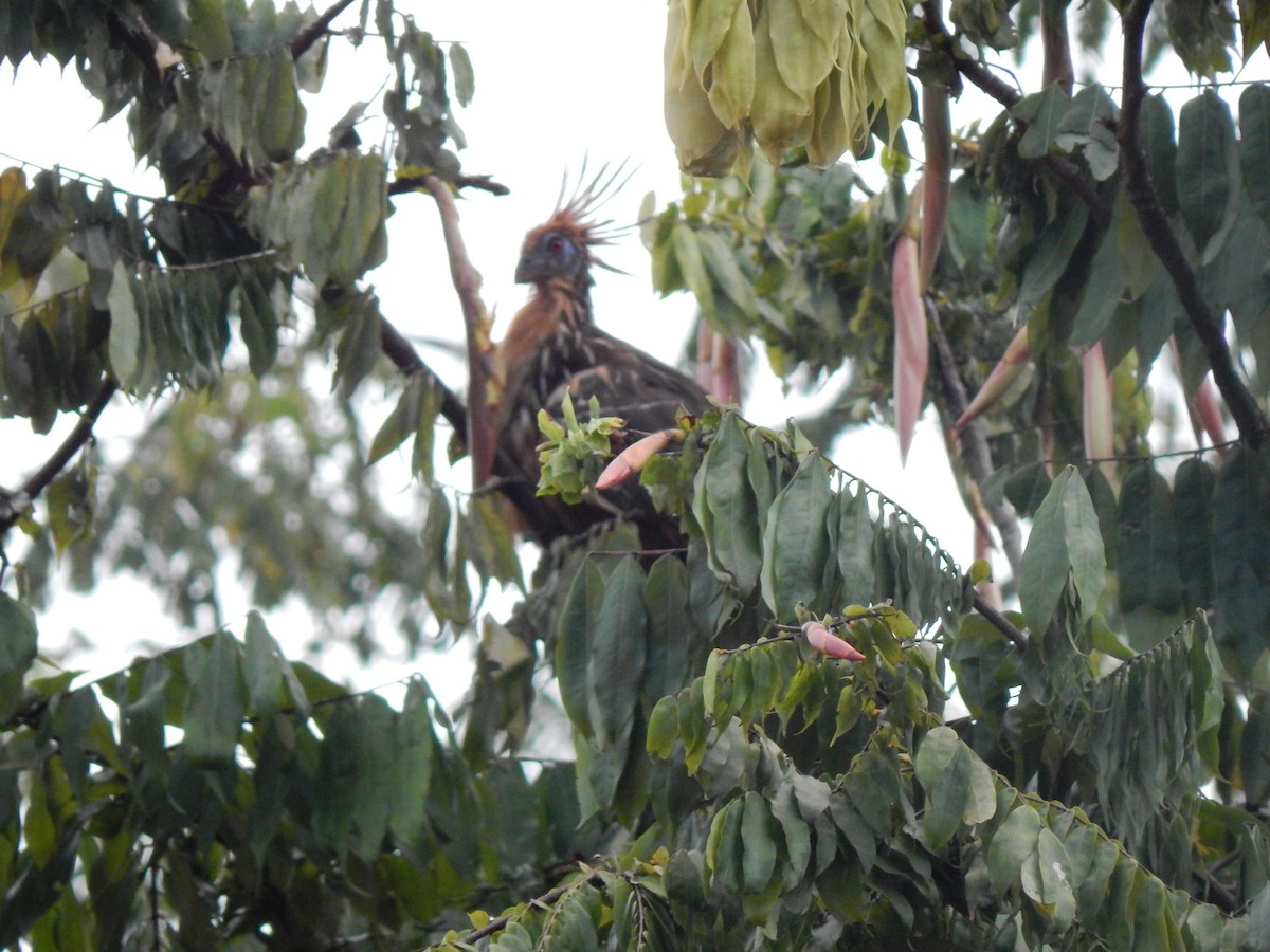 Hoatzin - ML644173666