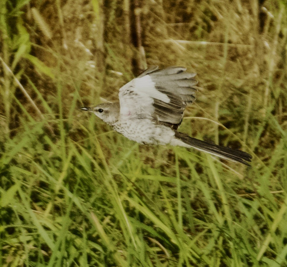 Пересмішник багатоголосий - ML644173674