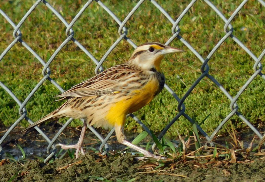 Eastern Meadowlark - ML644173678