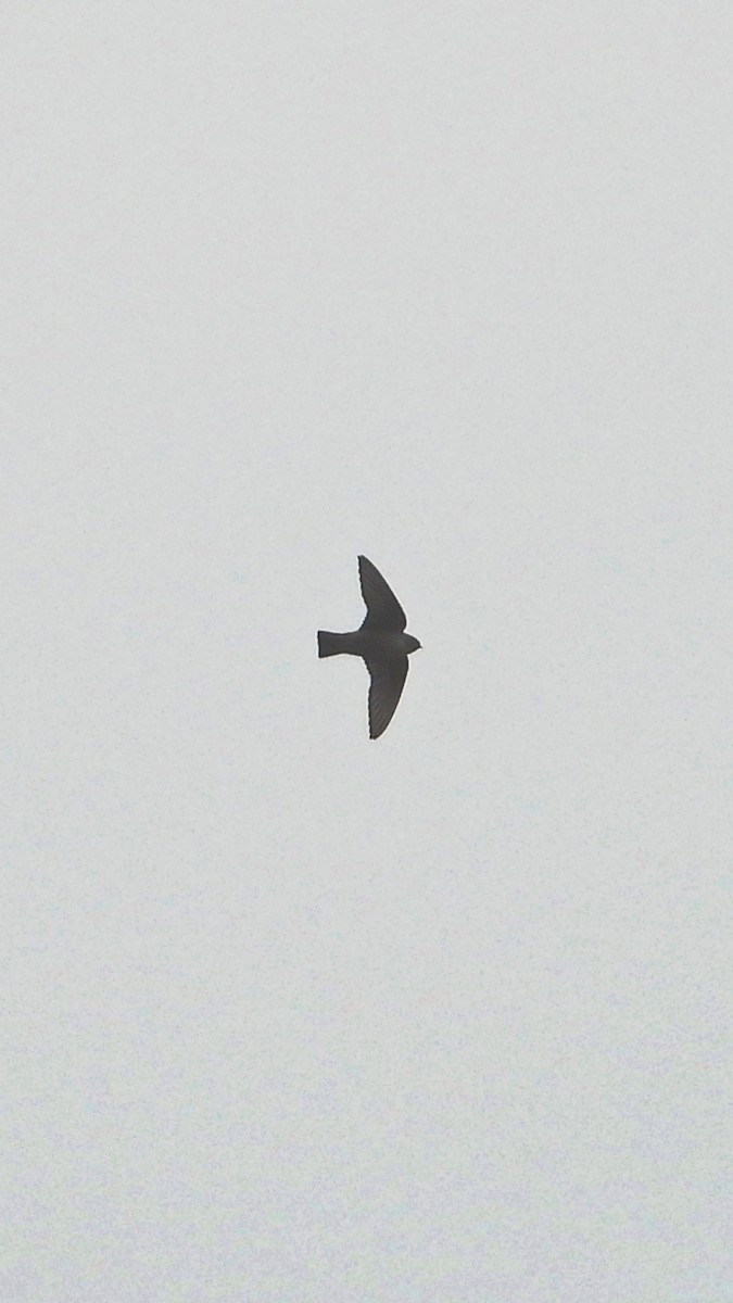 Eurasian Crag-Martin - ML644173679