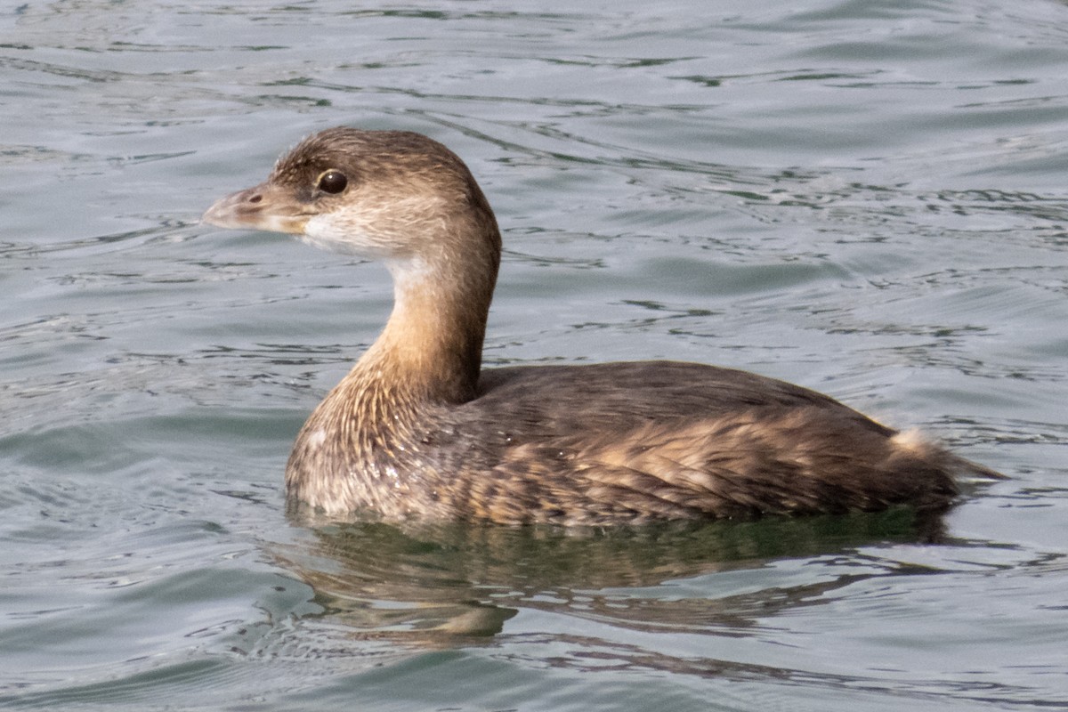 Pied-billed Grebe - ML644173686