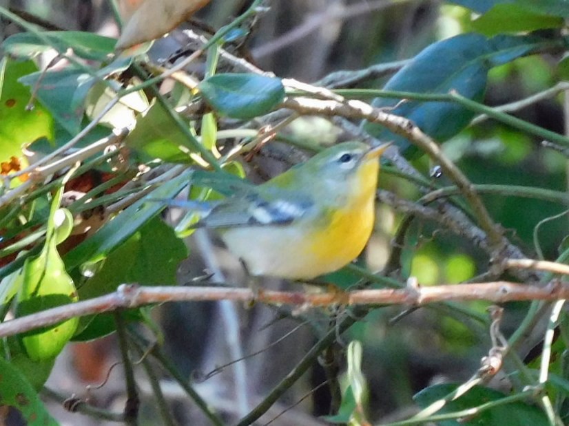 Northern Parula - ML644173687