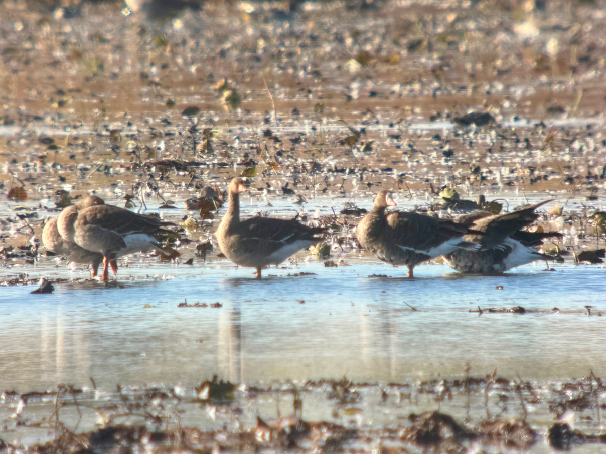 Greater White-fronted Goose - ML644173697
