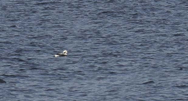 Long-tailed Duck - ML644173698
