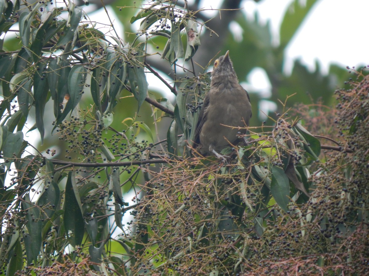 Spectacled Thrush - ML644173701