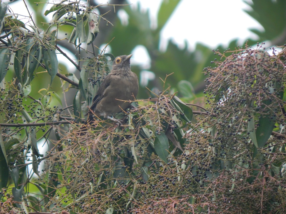 Spectacled Thrush - ML644173702