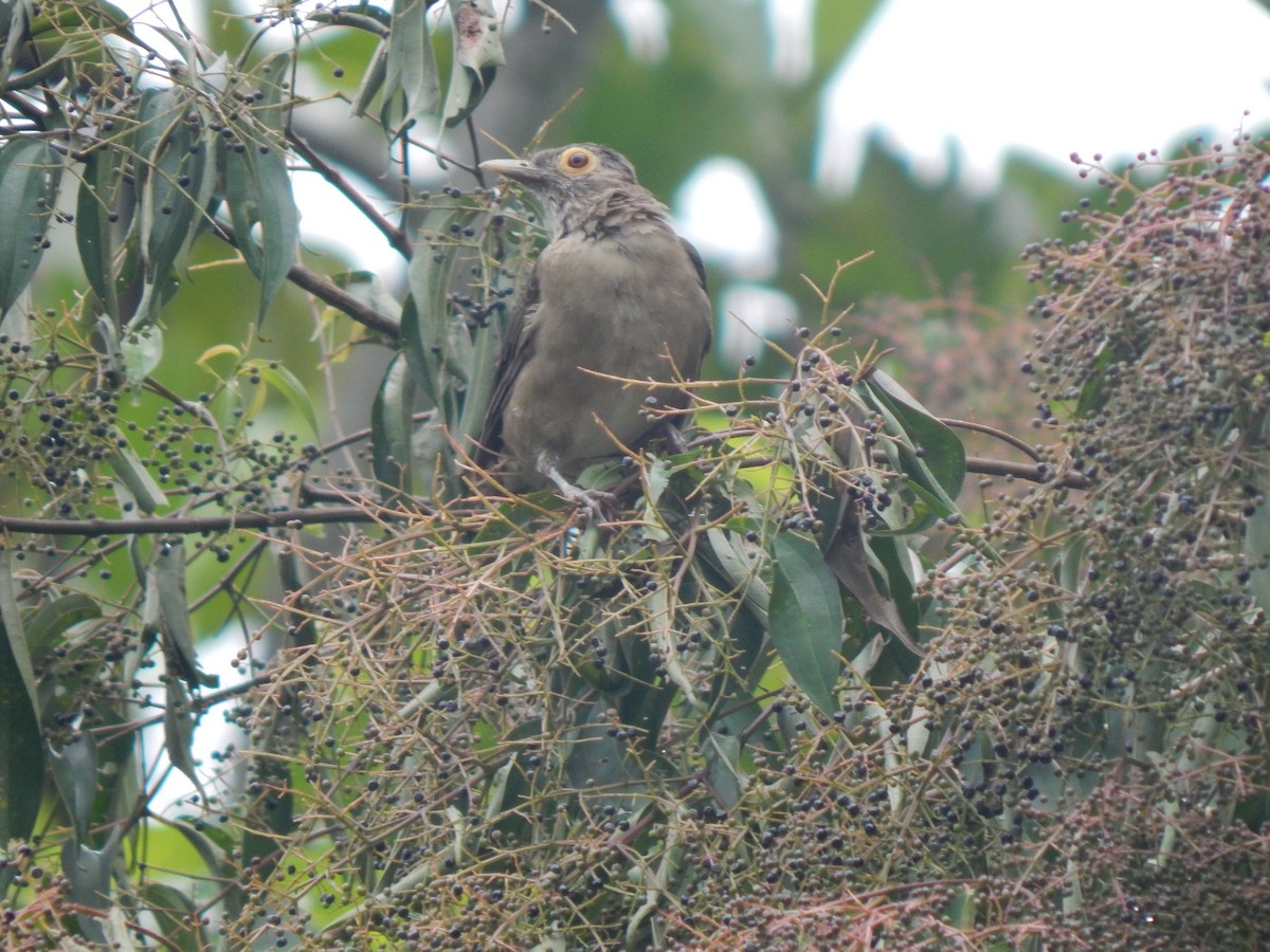Spectacled Thrush - ML644173703