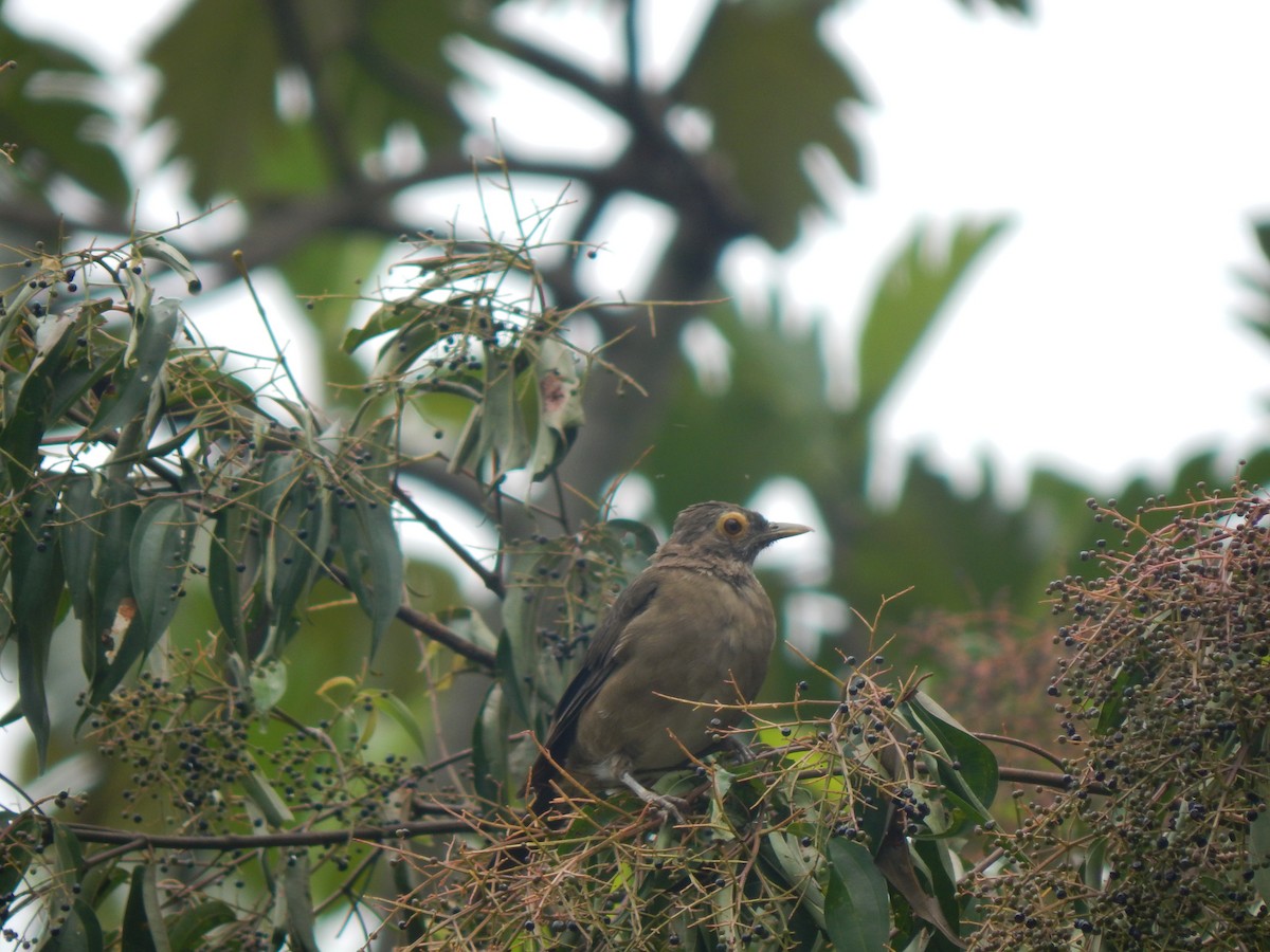 Spectacled Thrush - ML644173704