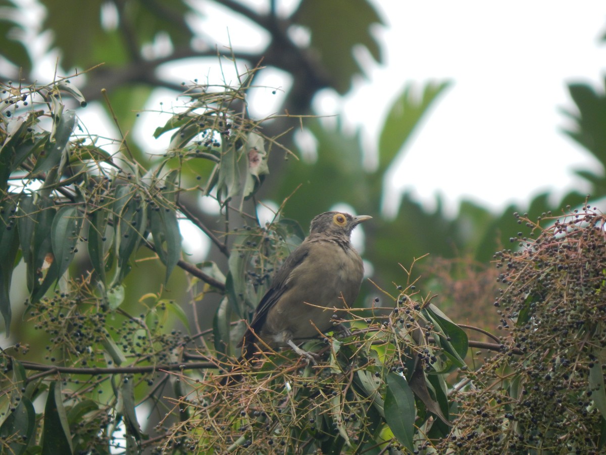 Spectacled Thrush - ML644173705
