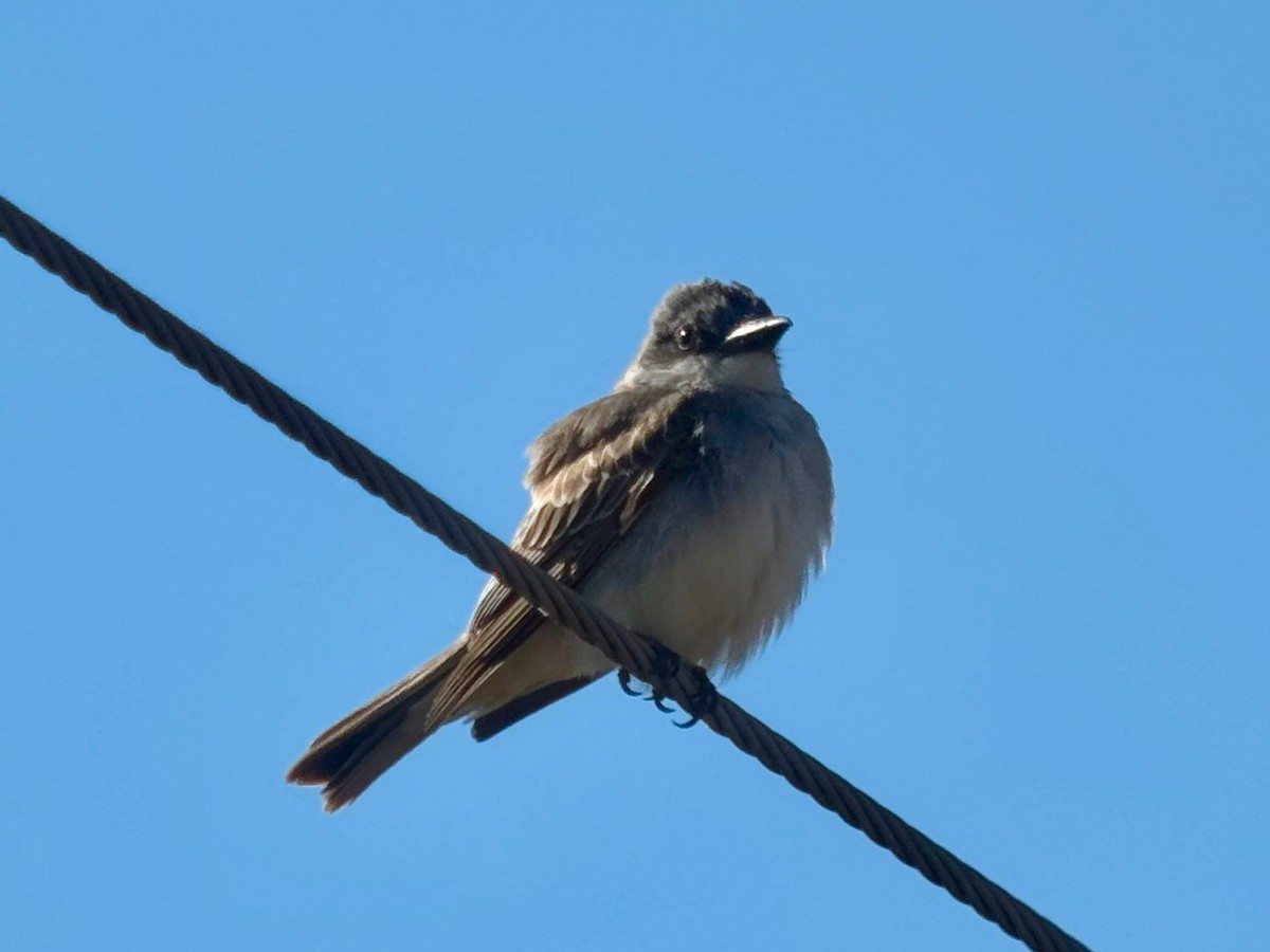 Gray Kingbird - ML644173716