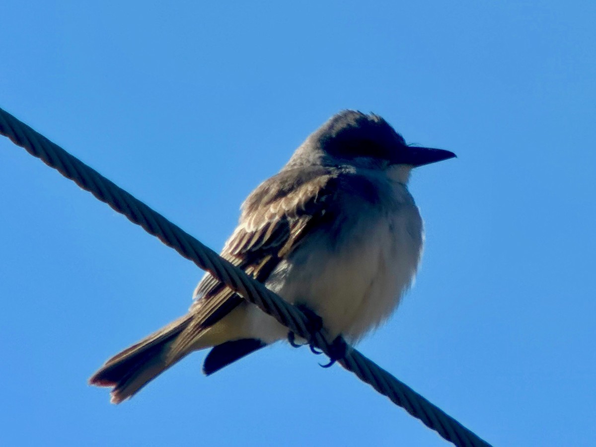 Gray Kingbird - ML644173718