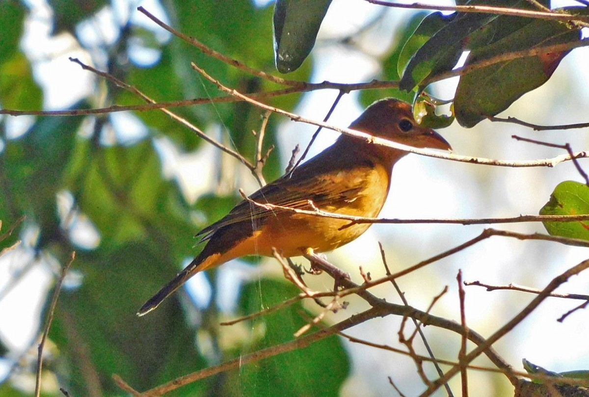 Summer Tanager - ML644173719