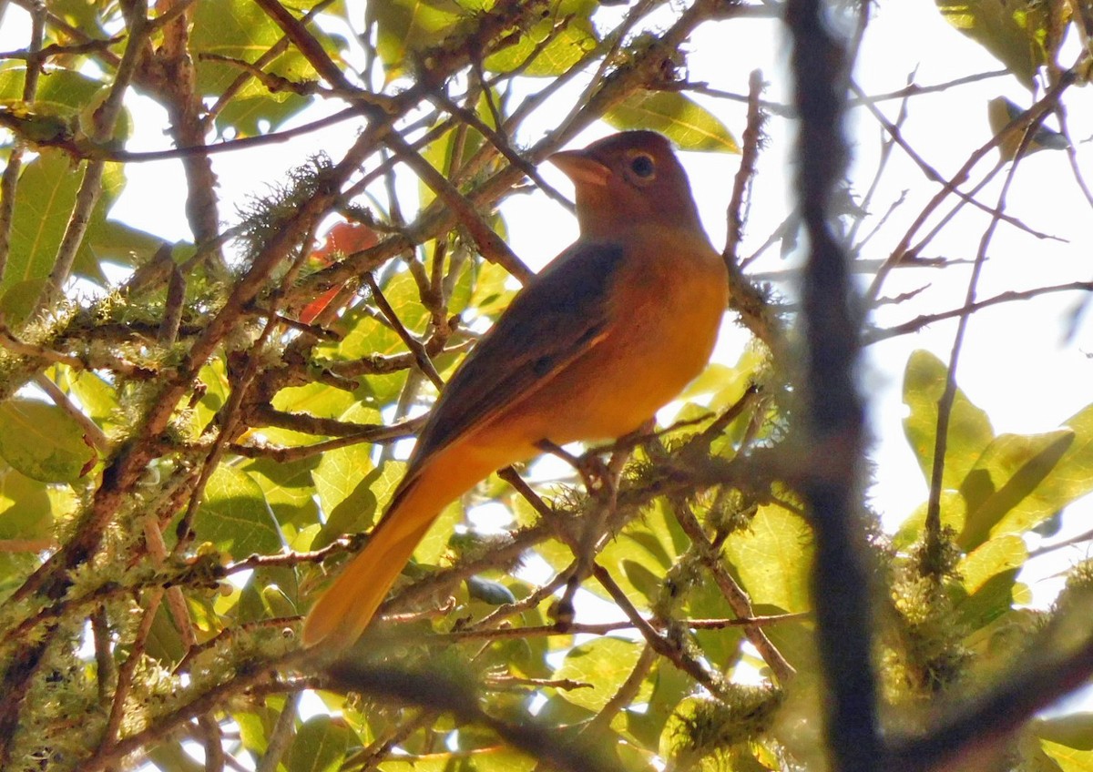Summer Tanager - ML644173720